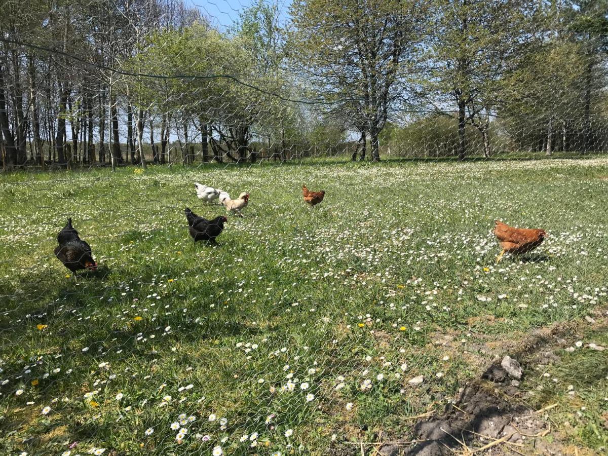 Avrillé-les-Ponceaux La Marelle Bed & Breakfast エクステリア 写真